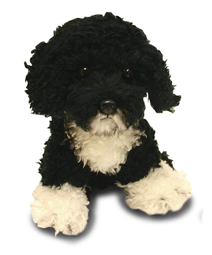 Yomiko Yomiko Portuguese Water Dog 10